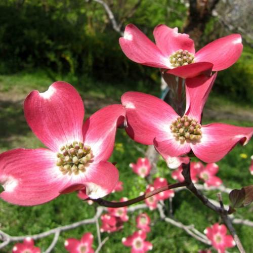 ruby-white flowers with pink-lime center, green leaves and gray-brown branches