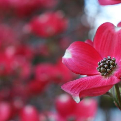 white-ruby flowers with brown center and green foliage