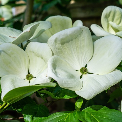 White flower with lime-green center, green leaves with lime petiole, midrib and veins.