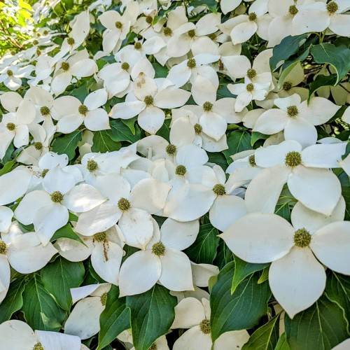 White flowers with green-brown center and green leaves with lime-green veins and midribs