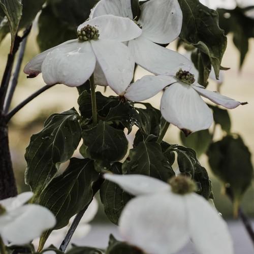 white flowers with olive center, dark-green leaves, and olive-brown stems