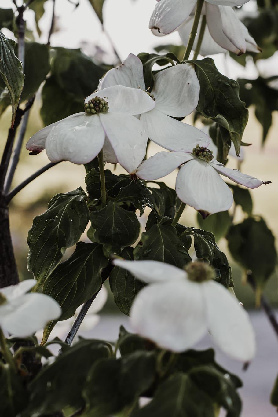 white flowers with olive center, dark-green leaves, and olive-brown stems 