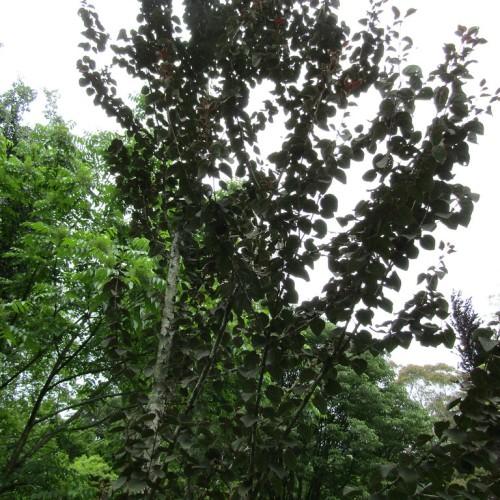 Small tree with a gray-white trunk and few gray-white branches of that are full of dark green leaves.