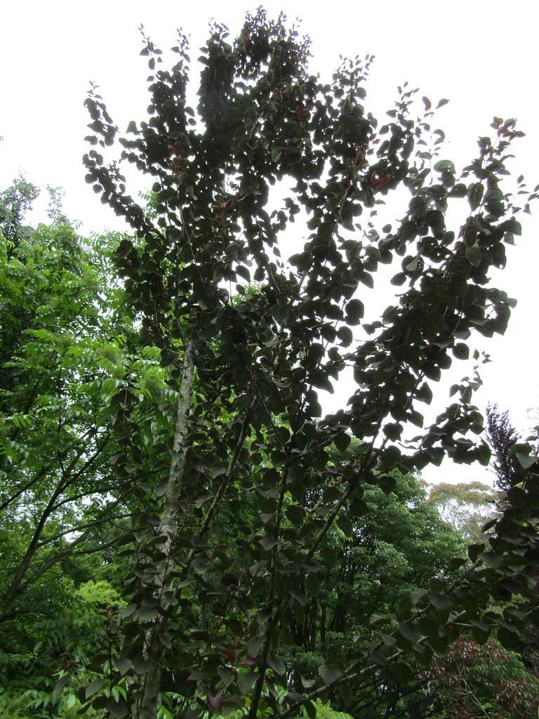 Small tree with a gray-white trunk and few gray-white branches of that are full of dark green leaves.