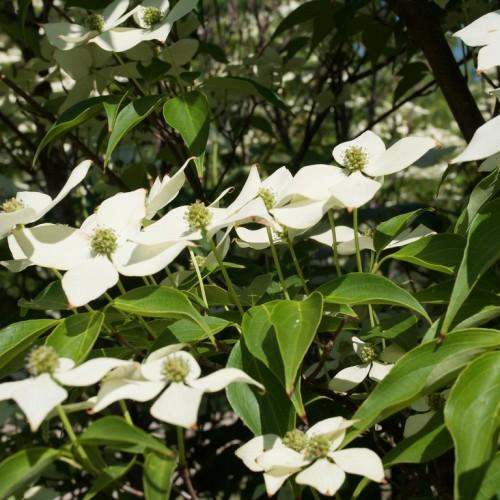 White flowers with pale-green center and green leaves with lime-green veins and midribs on lime-green stems