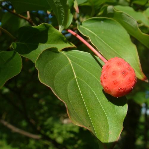 red fruit with pink stem, green leaves with yellow veins and brown branches