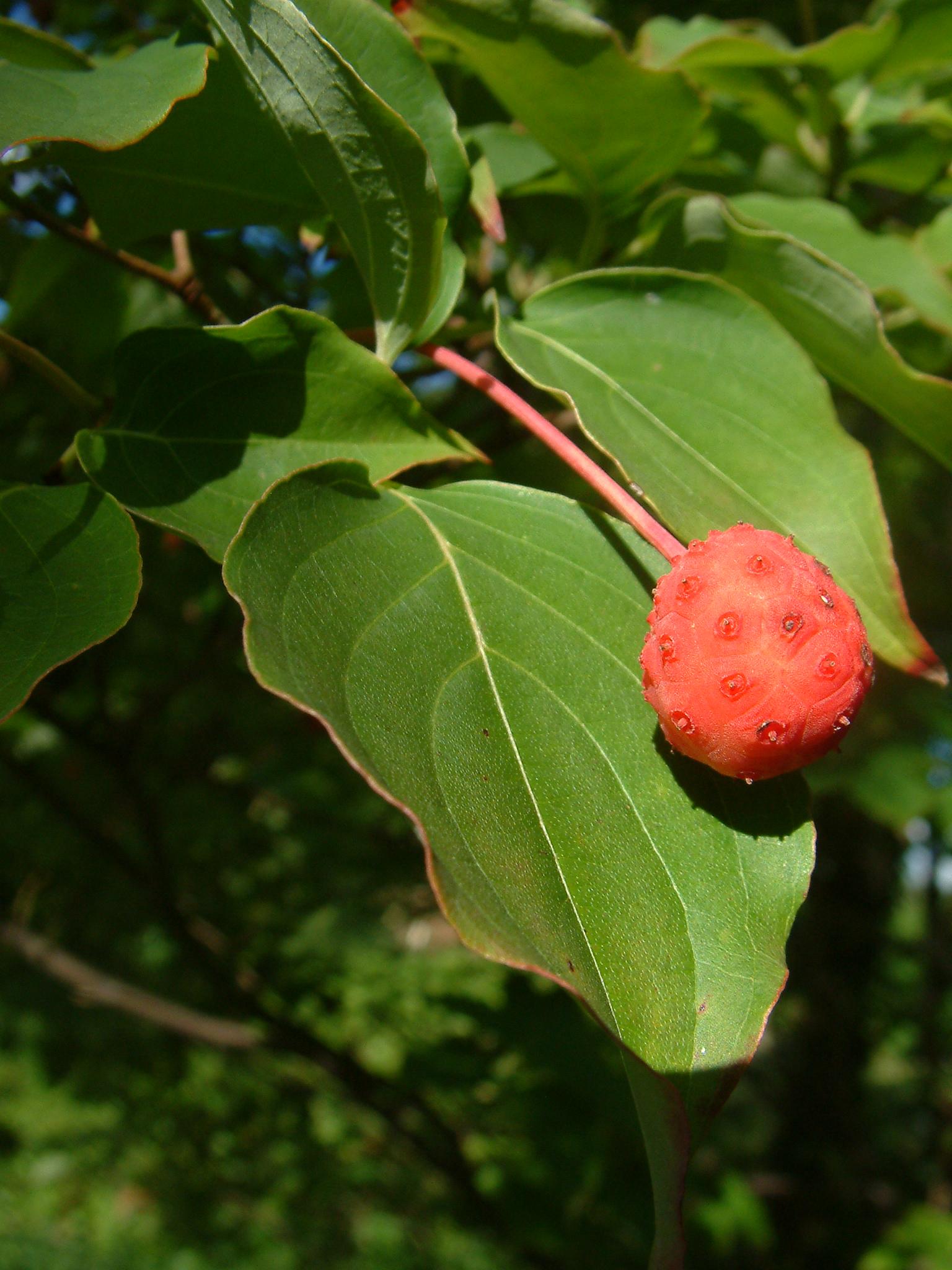 red fruit with pink stem, green leaves with yellow veins and brown branches