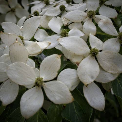 White flowers with pale-green center and green leaves with lime-green veins and midribs