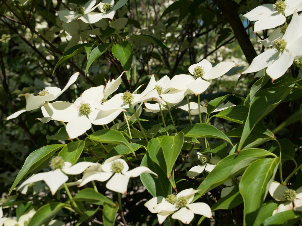 White flowers with pale-green center and green leaves with lime-green veins and midribs on lime-green stems