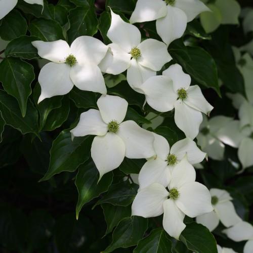 white flowers with yellow-green center, green foliage and stems
