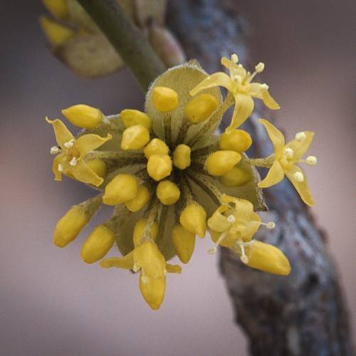 a brown-yellow flower with brown-yellow filaments and pale-yellow anthers on a dark-brown branch