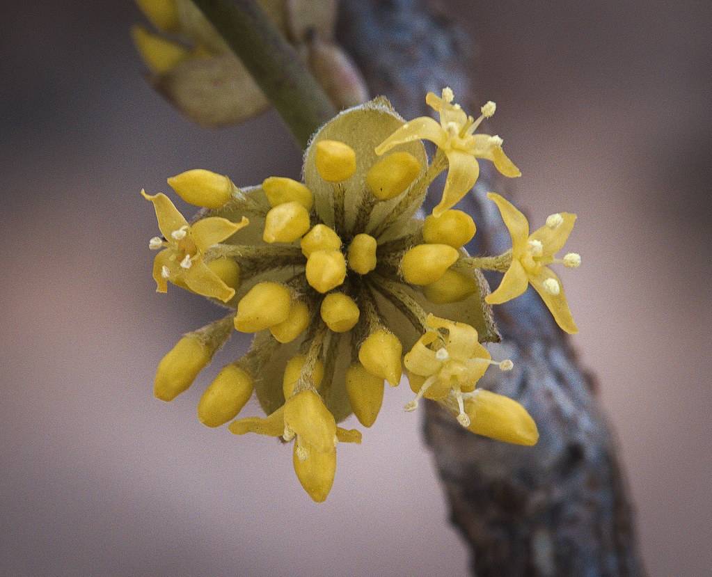 a brown-yellow flower with brown-yellow filaments and pale-yellow anthers on a dark-brown branch