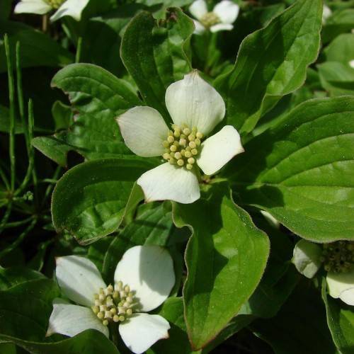 White flowers with pale-yellow center and green leaves with green veins and midribs on green stems