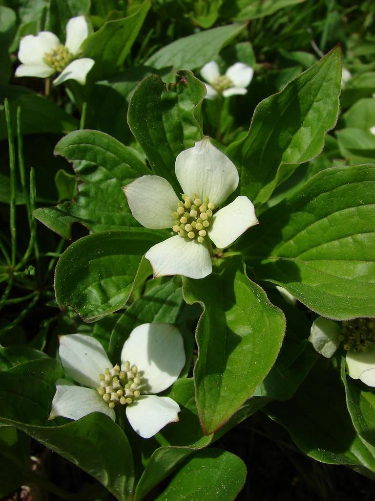 White flowers with pale-yellow center and green leaves with green veins and midribs on green stems