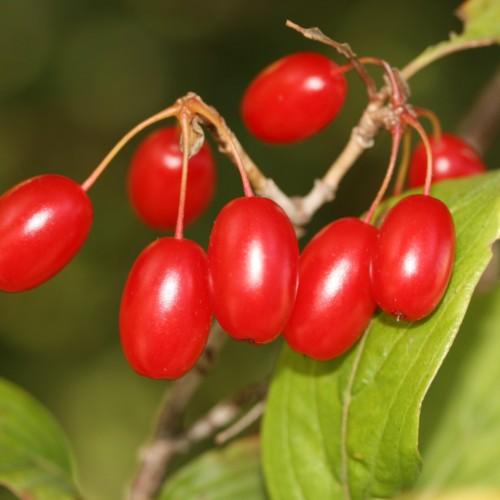 bright-red fruits with lime leaves, pink-orange petioles and beige-brown branches