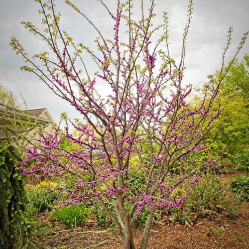 Absolutely beautiful tree with gray-brown trunk having many gray-brown branches that are full of light green leaves and pink-purple flowers 