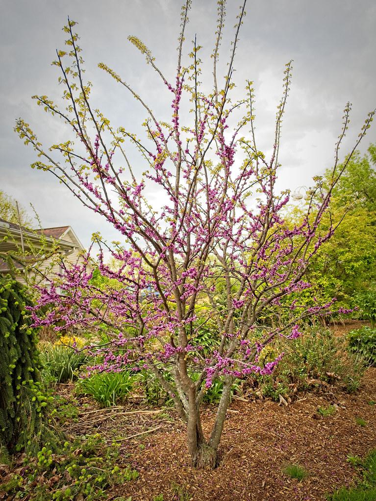 Absolutely beautiful tree with gray-brown trunk having many gray-brown branches that are full of light green leaves and pink-purple flowers 