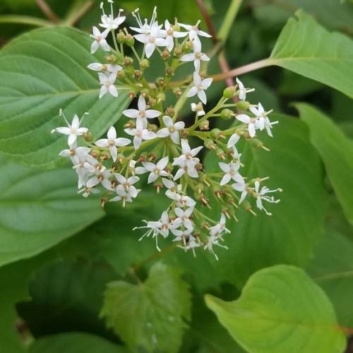 white flowers with pale-yellow stigmas and pale-pink center; and light-green buds on light-green petioles with green leaves on red-brown stems