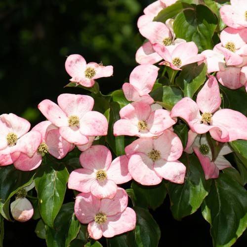 pink-white flowers with pale-yellow center and dark-green leaves with light-green veins and midribs