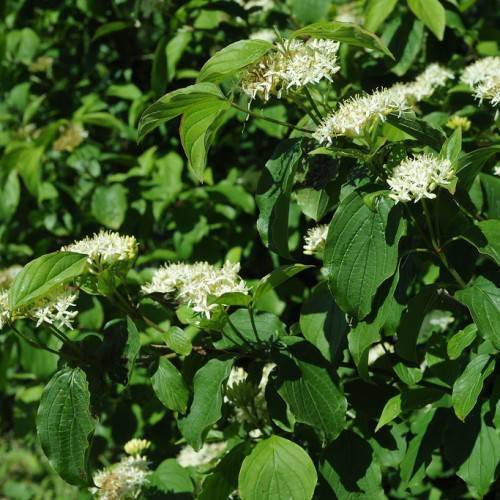 white-yellow flowers and green leaves with green veins and midribs on green stems