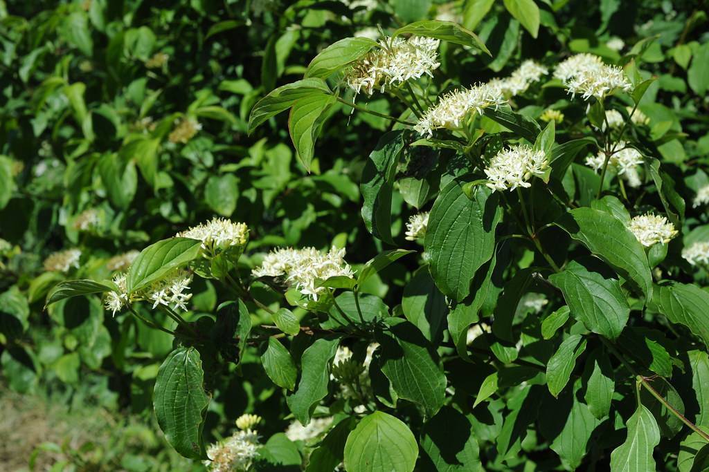 white-yellow flowers and green leaves with green veins and midribs on green stems