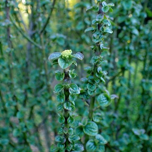 blue-green leaves with yellow-green fruits and green stems