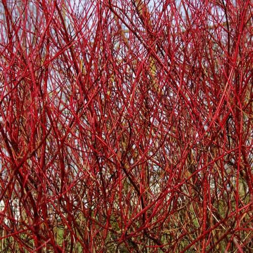 red-burgundy branches