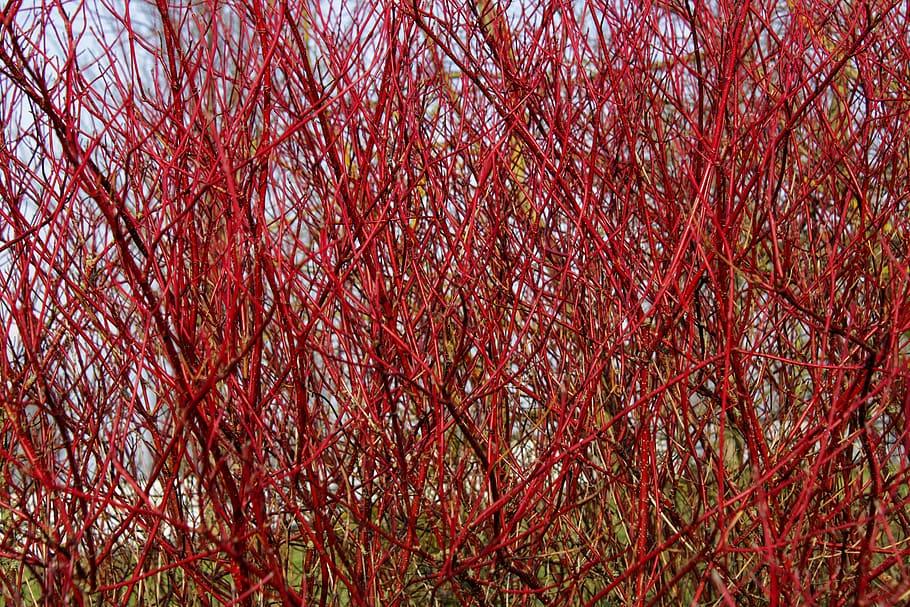 red-burgundy branches
