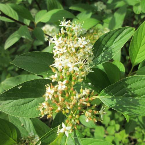 white-yellow flowers with light-orange center, light-orange buds and green leaves with green veins and midribs on light-green stems