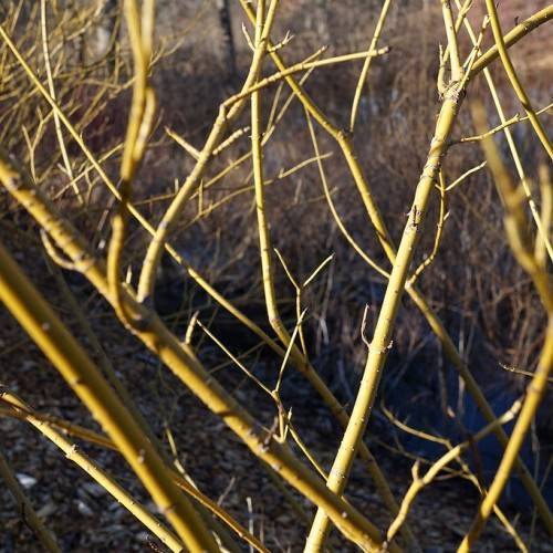 gold-green twigs and branches