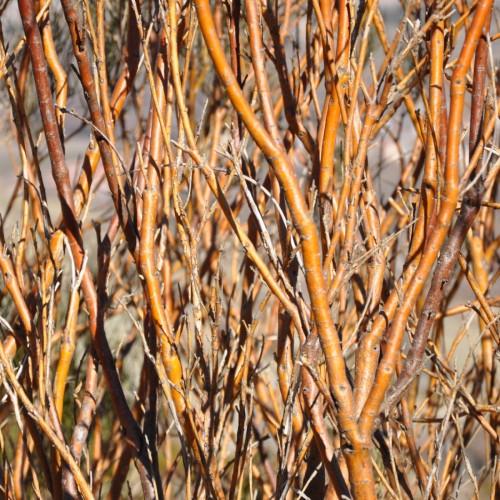 orange-gray stems and branches