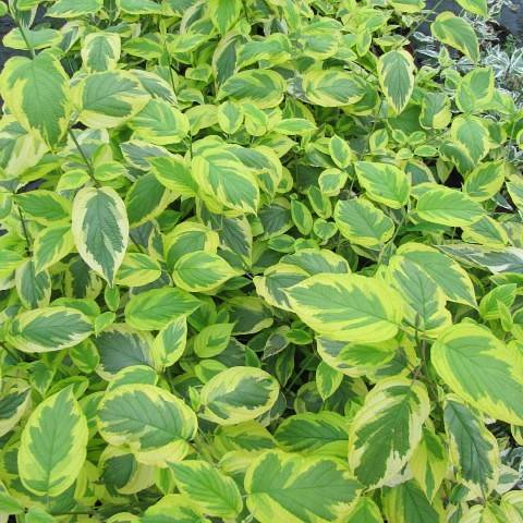 lime-green leaves with dark-green center on dark-green stems