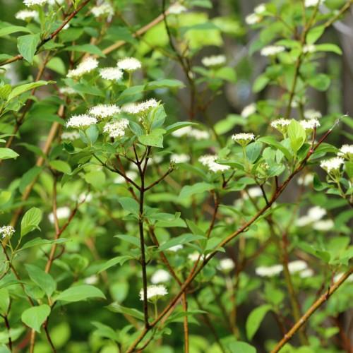white flowers with lime-green foliage and brown-orange stems