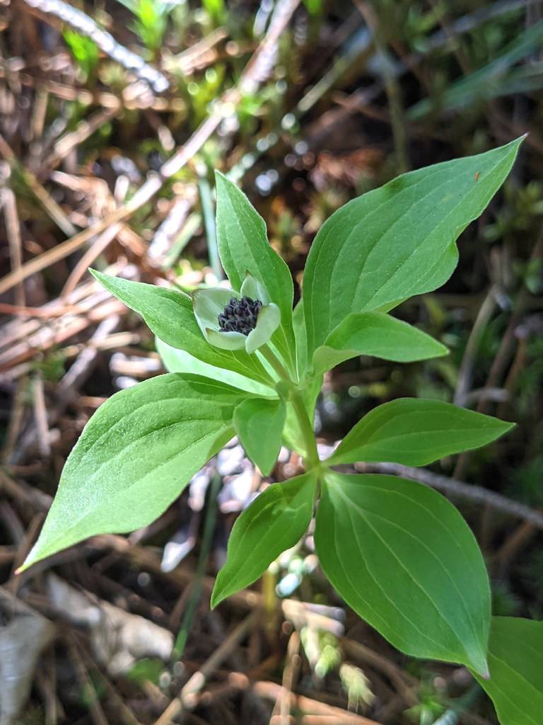 a white flower with a blue-purple center and light-green leaves on light-green stems