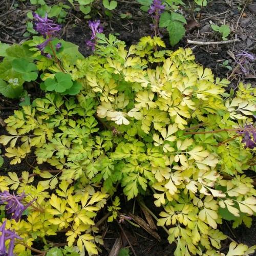 yellow-lime foliage with green-brown stems