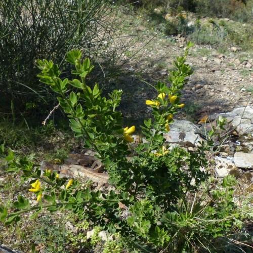 green leaves with yellow flowers and green stems