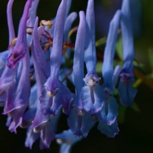 blue-purple flowers on red petioles and green stems