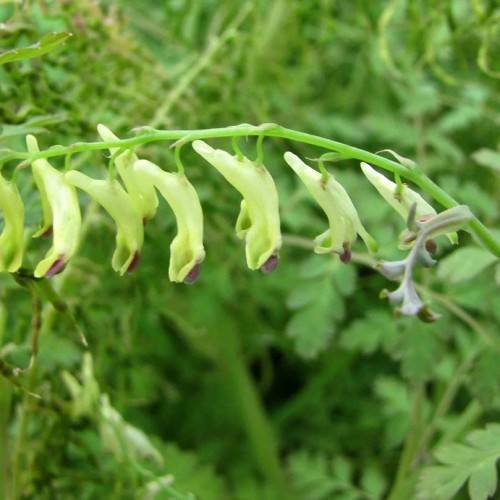 yellow-purple flowers on light-green petioles on a light-green stem