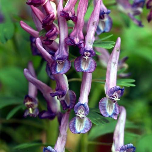 purple-blue flowers with white center and green leaves on green stems