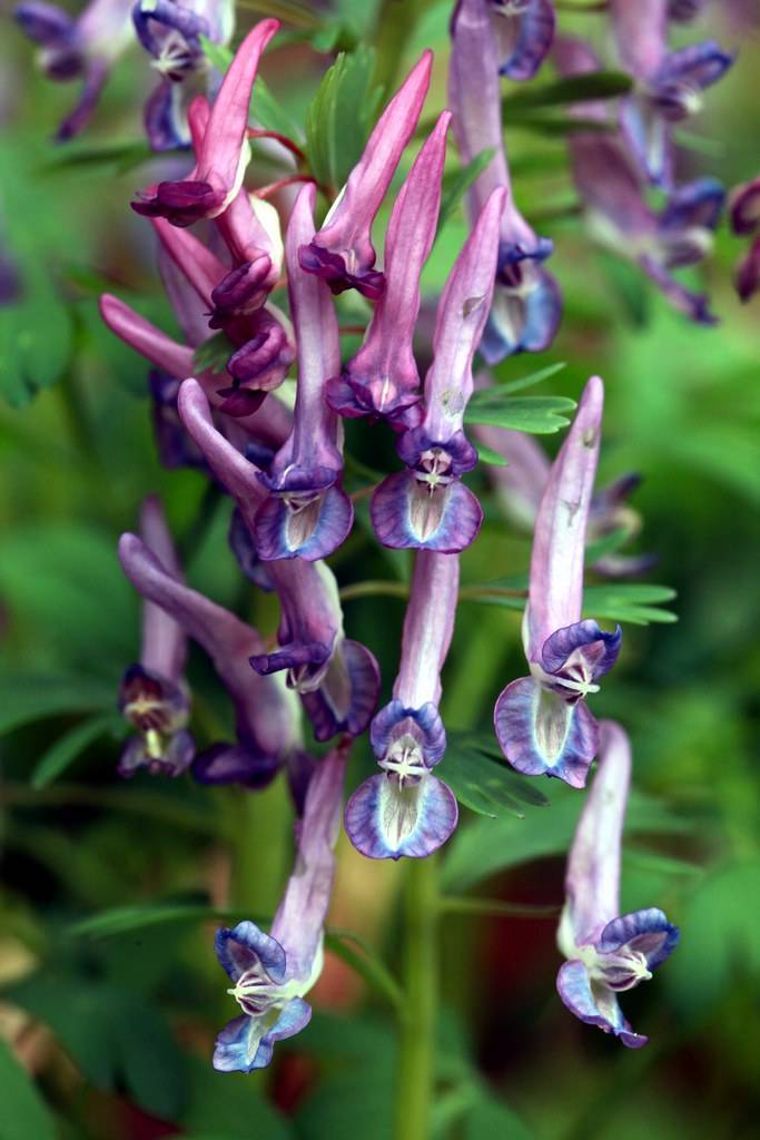 purple-blue flowers with white center and green leaves on green stems