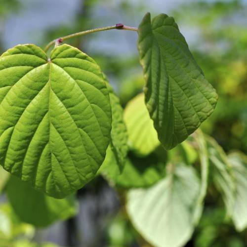 lime-green leaves with green veins and midribs on a green-brown stem