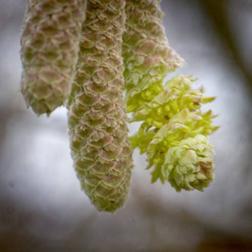 pink-green cones