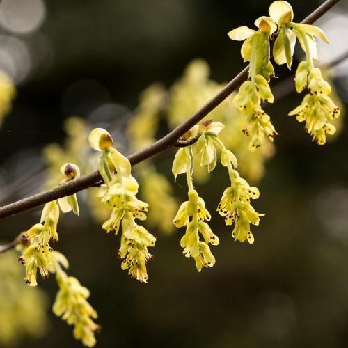 yellow-brown flowers with yellow filaments, brown anthers and burgundy branches