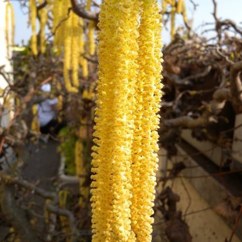 yellow flowers on dark-brown branches