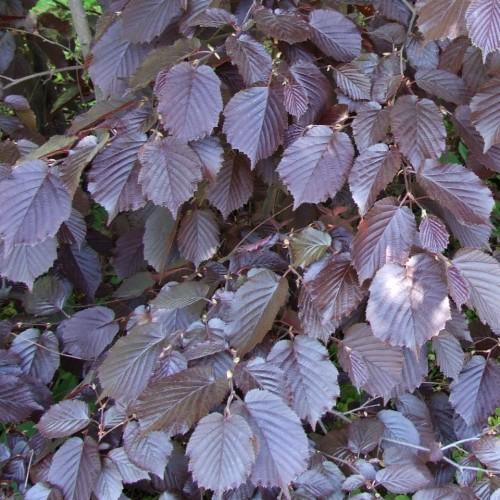 gray-pink leaves with gray-pink stems