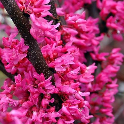 pink-red flowers with dark-brown branches