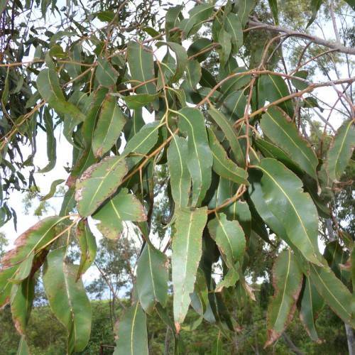 green-brown leaves with lime-green midribs on light-brown twigs and branches