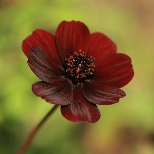 a deep-maroon flower with maroon-yellow center on a deep-maroon stem