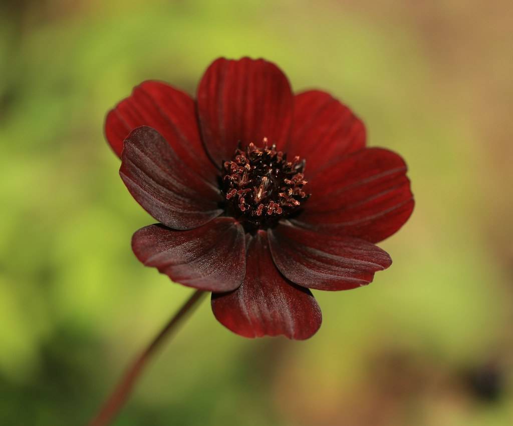 a deep-maroon flower with maroon-yellow center on a deep-maroon stem