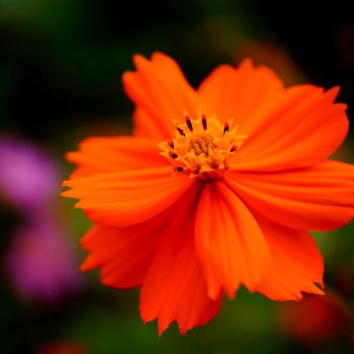 dark-orange flower with orange center, black anthers and green leaves